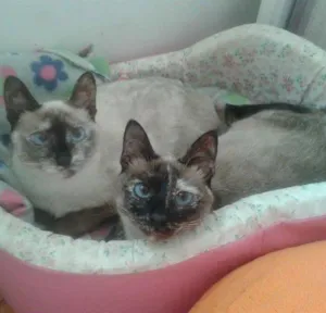 Gato raça SIAMES idade 7 a 11 meses nome PING & PONG