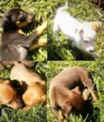 Paulistinhas