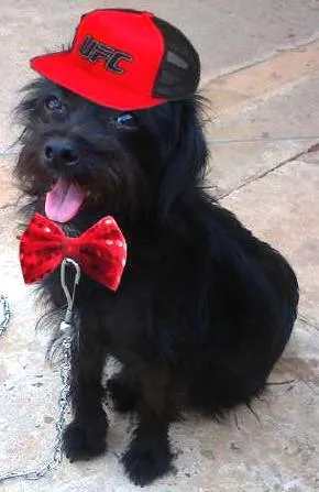 Cachorro ra a Srd idade  nome Slinky