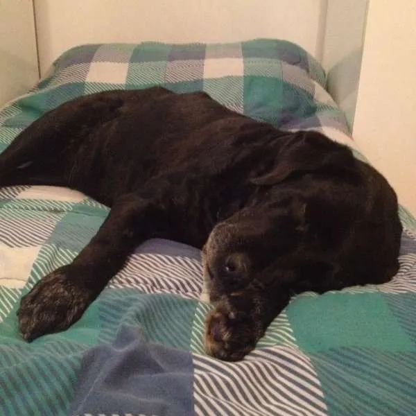 Cachorro ra a Labrador idade 6 ou mais anos nome MOLLY GRATIFICA