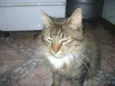 Cinzinho