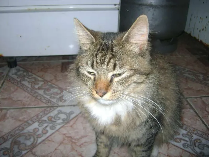 Gato ra a sem raça idade 1 ano nome Cinzinho