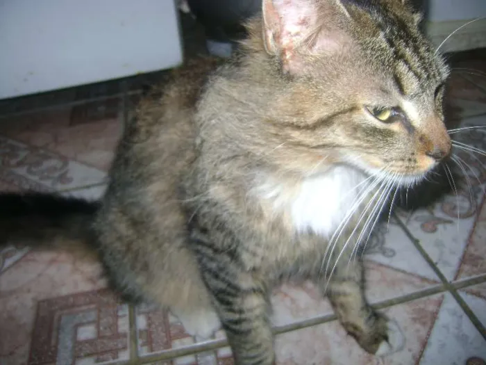 Gato ra a sem raça idade 1 ano nome Cinzinho