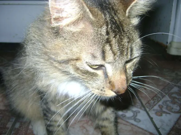 Gato ra a sem raça idade 1 ano nome Cinzinho