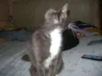 Mel