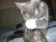 Mel