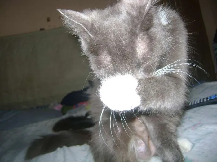 Gato ra a sem raçã idade 2 anos nome Mel