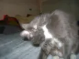 Mel