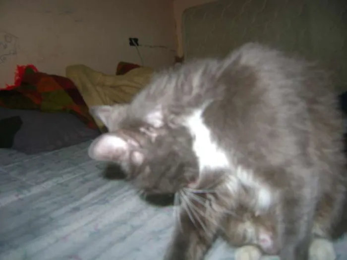 Gato ra a sem raçã idade 2 anos nome Mel