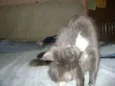 Mel