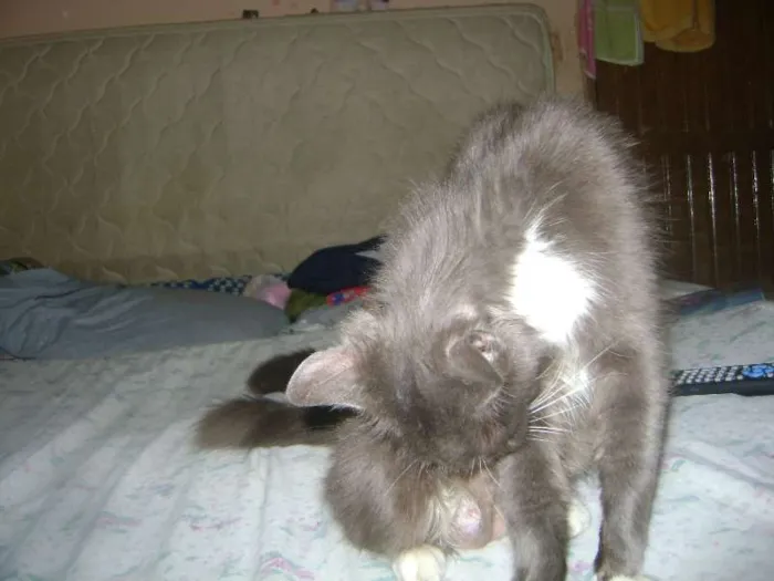 Gato ra a sem raçã idade 2 anos nome Mel