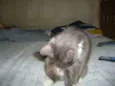 Mel