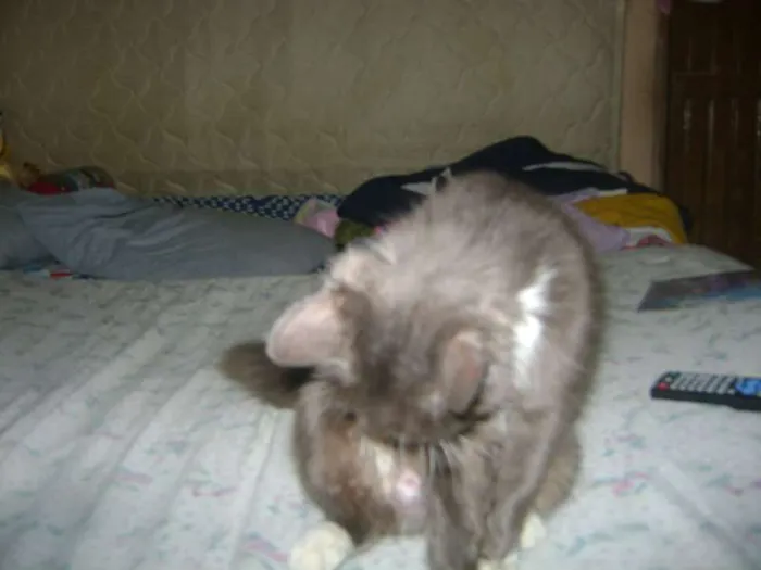 Gato ra a sem raçã idade 2 anos nome Mel