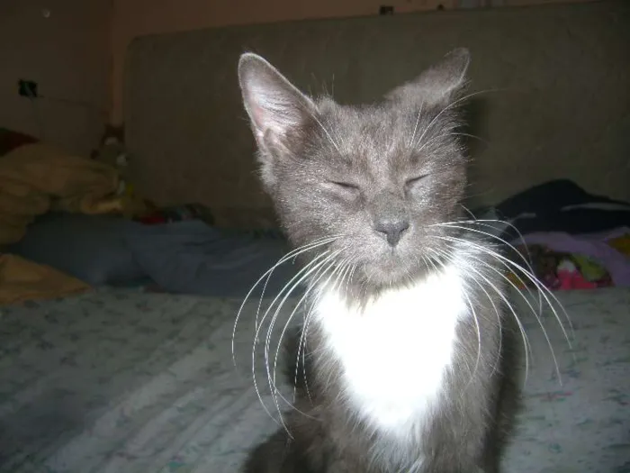 Gato ra a sem raçã idade 2 anos nome Mel