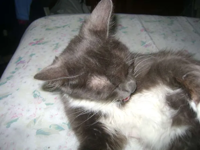 Gato ra a sem raçã idade 2 anos nome Mel