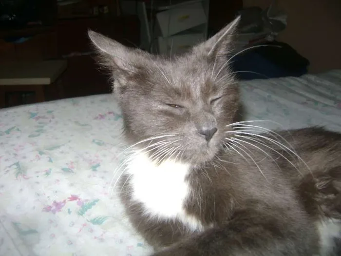 Gato ra a sem raçã idade 2 anos nome Mel