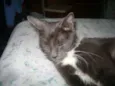 Mel