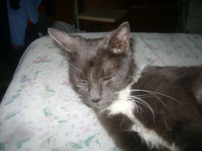 Gato ra a sem raçã idade 2 anos nome Mel