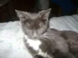 Mel