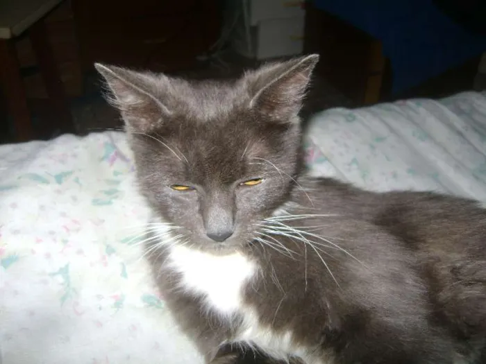 Gato ra a sem raçã idade 2 anos nome Mel
