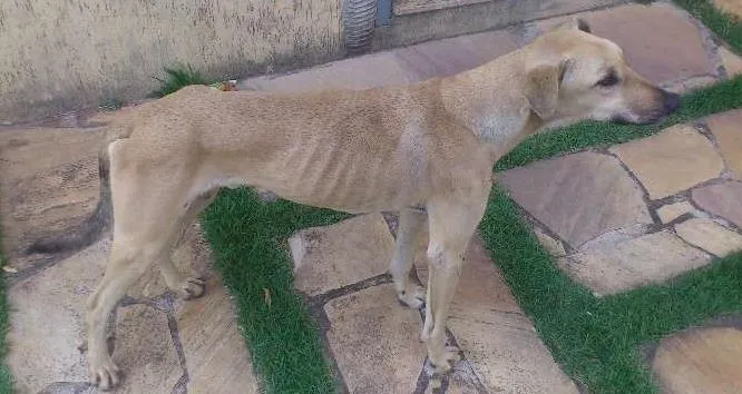 Cachorro ra a SRD idade 1 ano nome Sebastião