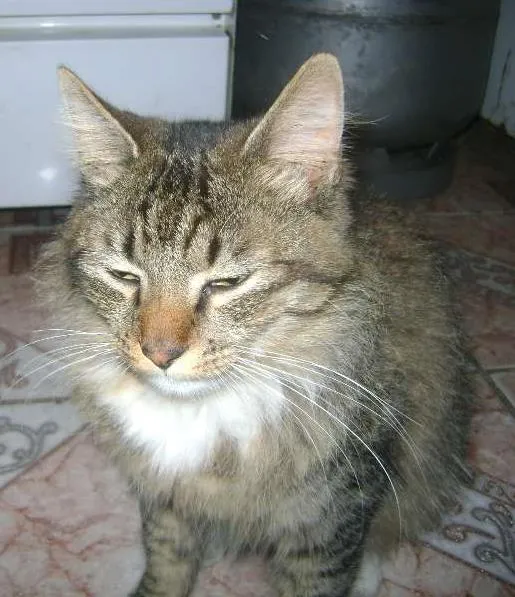 Gato ra a sem raça idade 1 ano nome Cinzinho