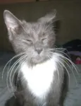 Mel