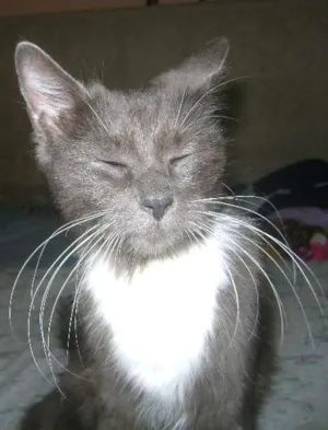 Gato raça sem raçã idade 2 anos nome Mel