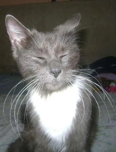 Gato ra a sem raçã idade 2 anos nome Mel