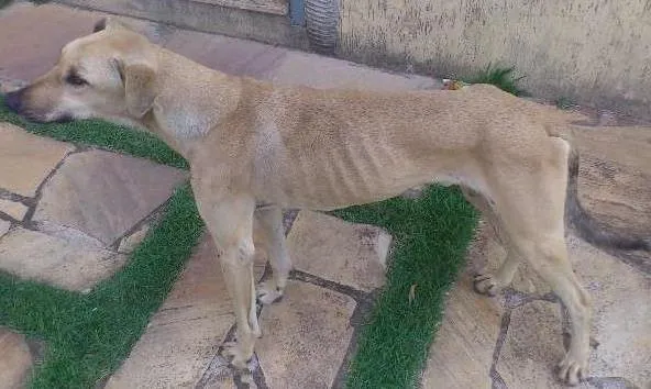 Cachorro ra a SRD idade 1 ano nome Sebastião