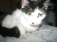 Branquinha