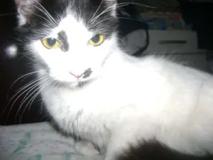 Gato raça Setter idade 1 ano nome Branquinha