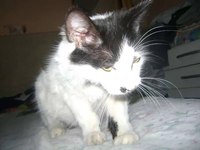 Gato ra a Setter idade 1 ano nome Branquinha