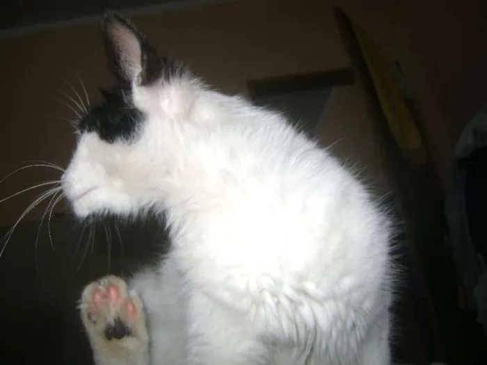 Gato ra a Setter idade 1 ano nome Branquinha