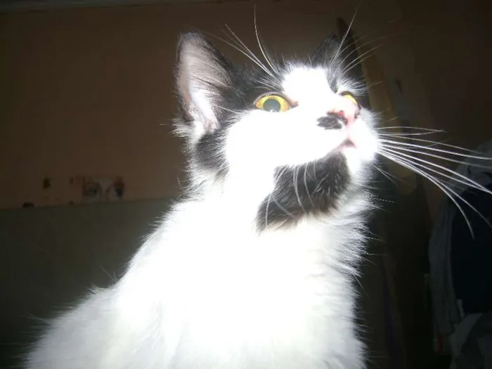 Gato ra a Setter idade 1 ano nome Branquinha