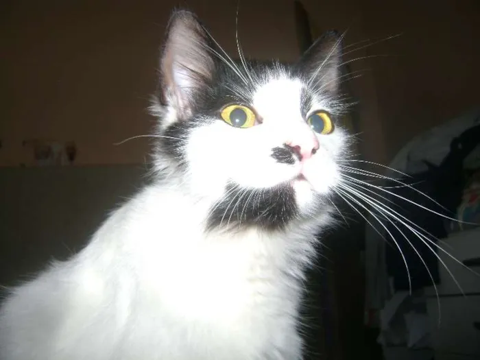 Gato ra a Setter idade 1 ano nome Branquinha