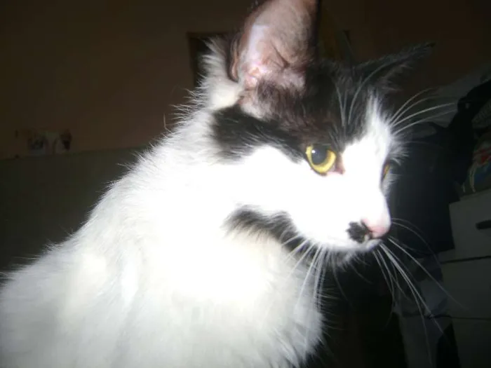 Gato ra a Setter idade 1 ano nome Branquinha