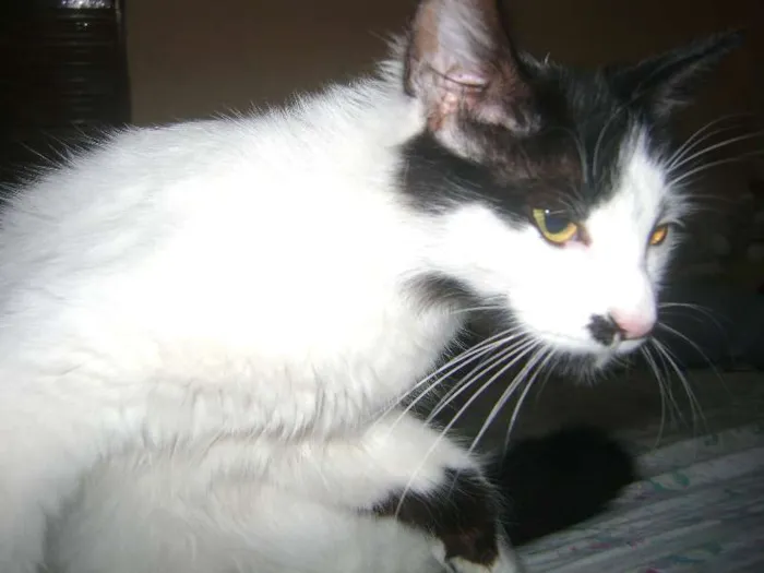 Gato ra a Setter idade 1 ano nome Branquinha