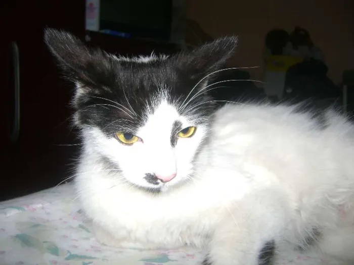 Gato ra a Setter idade 1 ano nome Branquinha