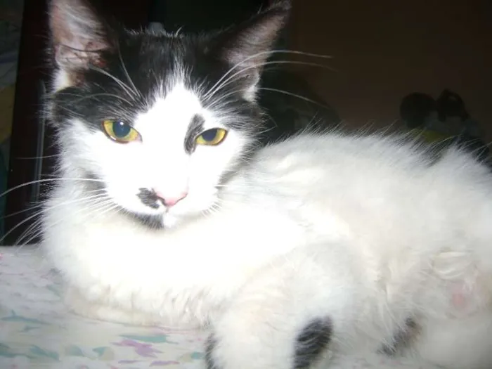 Gato ra a Setter idade 1 ano nome Branquinha