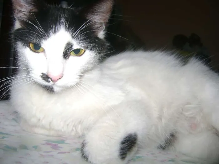Gato ra a Setter idade 1 ano nome Branquinha