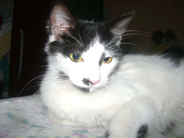 Gato ra a Setter idade 1 ano nome Branquinha