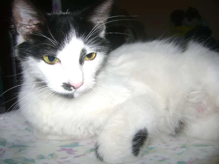 Gato ra a Setter idade 1 ano nome Branquinha