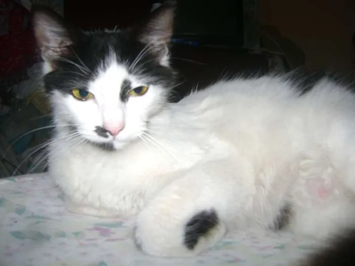 Gato ra a Setter idade 1 ano nome Branquinha