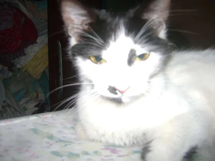 Gato ra a Setter idade 1 ano nome Branquinha