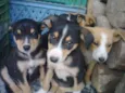 Lindos filhotes!