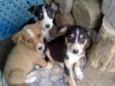 Lindos filhotes!