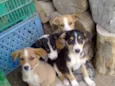 Lindos filhotes!