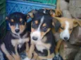 Lindos filhotes!