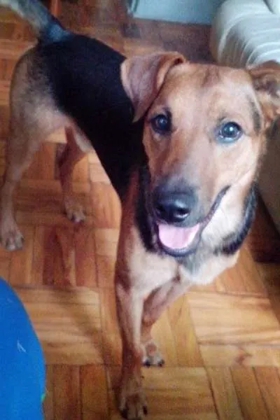 Cachorro ra a labrador com vira-lata idade 1 ano nome ozzy
